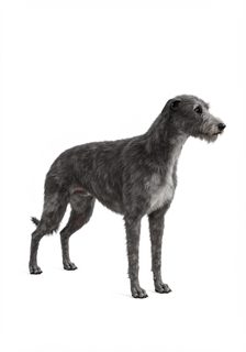 irish-wolfhound-portrait