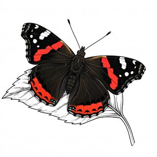 red admiral butterfly