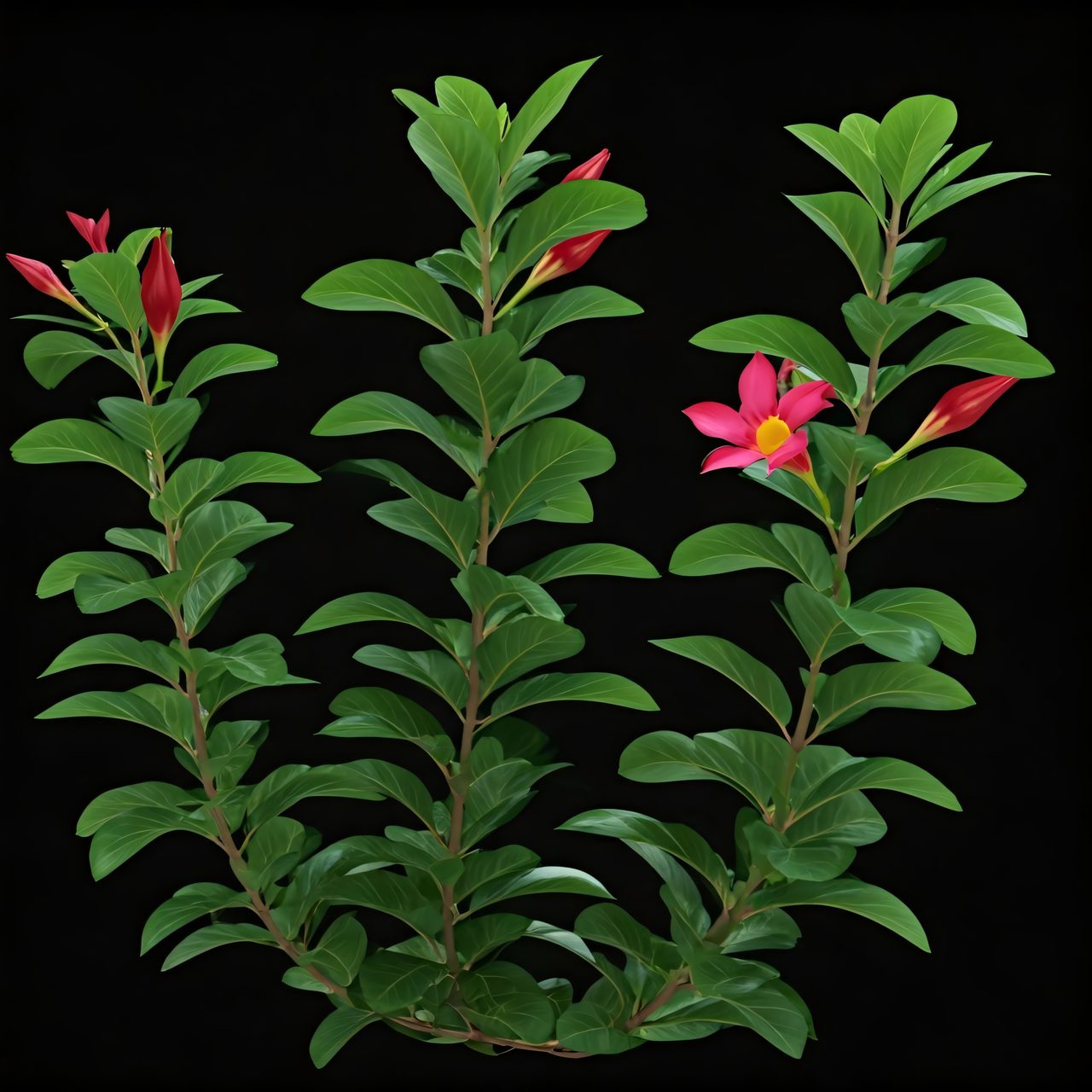 red-dipladenia-vine