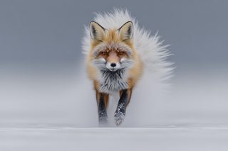 Red Fox in Snowy Landscape