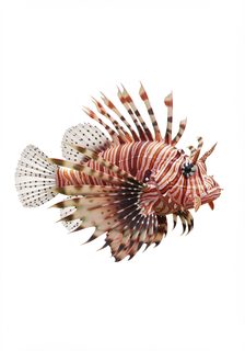 red lionfish portrait