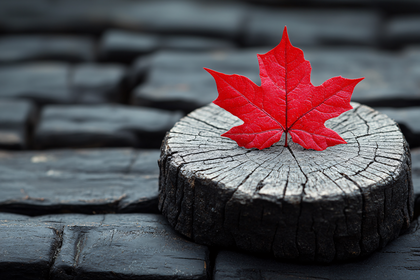 Red Maple Leaf On Wooden Stump