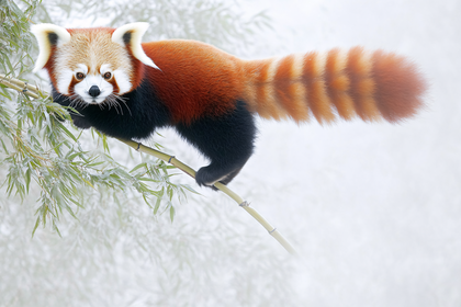 Red Panda On Bamboo Branch
