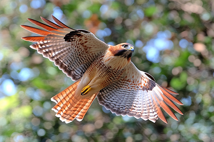 Red-Tailed Hawk In Flight