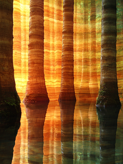 Reflections of Petrified Tree Trunks in Water