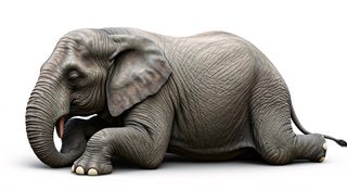 resting african elephant