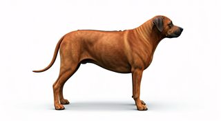 rhodesian-ridgeback-dog