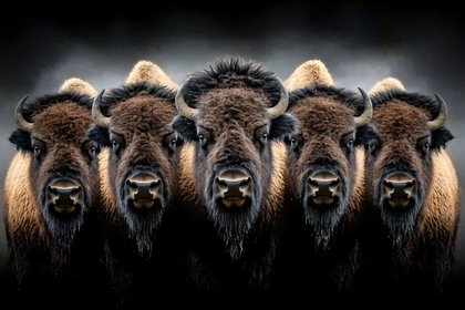 Row Of Bison Heads
