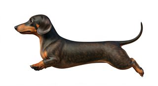 running dachshund dog