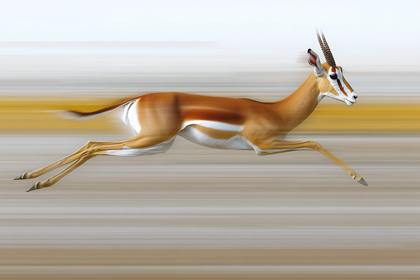 Running Gazelle
