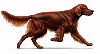 running irish setter