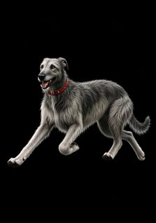 Running Irish Wolfhound