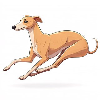 running-whippet-dog