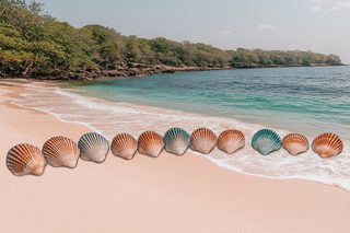 Seashells on Tropical Beach
