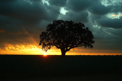 Silhouette of Tree at Sunset