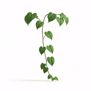 climbing green vine