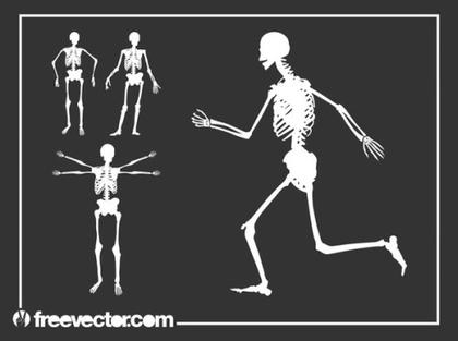 Skeletons Free Vector