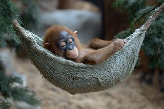 Sleeping Orangutan Baby