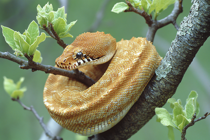 Snake Coiled on Branch