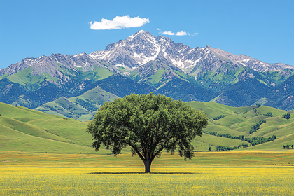 Solitary Tree in Meadow with Mountain Backdrop