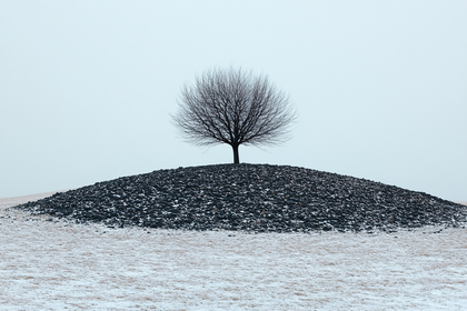 Solitary Tree on Rocky Knoll