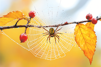 Spider On Dewy Web