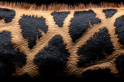 Spotted Animal Fur Texture