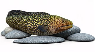 moray-eel-stones