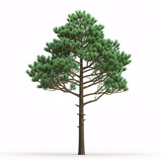 evergreen pine tree