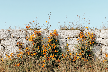 Stone Wall with Orange Flowers