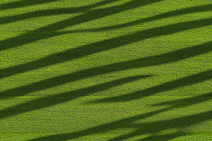 Striped Green Grass Texture