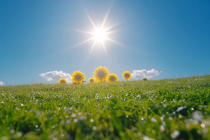 Sunflowers in Meadow