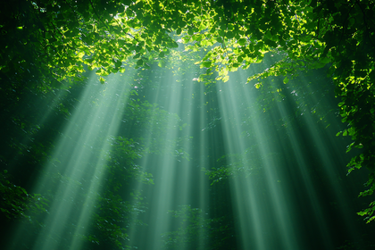 Sunlight Beams Through Green Forest Canopy