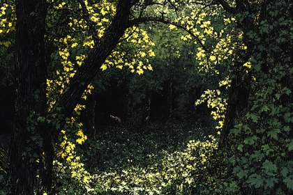 Sunlight Through Forest Canopy