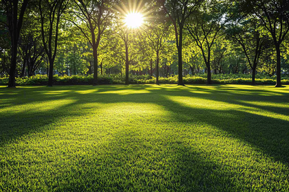 Sunlight Through Trees on Lush Lawn