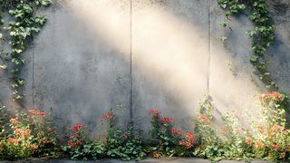 Sunlit Concrete Wall With Flowers And Vines