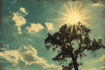 Sunlit Tree Silhouette