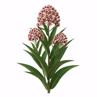 swamp-milkweed-plant