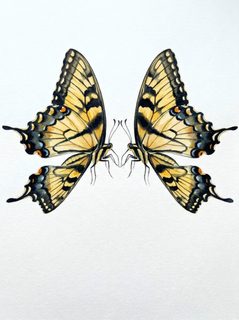 symmetrical swallowtail butterflies