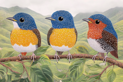 Three Bird Illustration