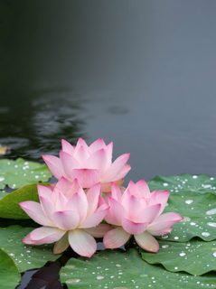 pink lotus blossoms