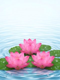 pink lotus pond