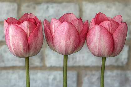 Three Pink Tulips
