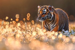 Tiger Cub in Golden Light