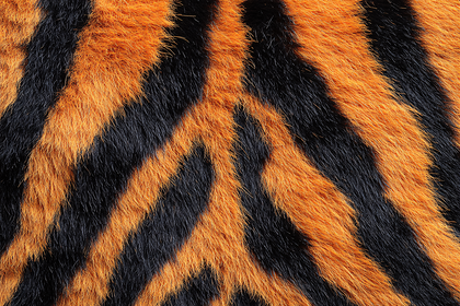 Tiger Fur Texture