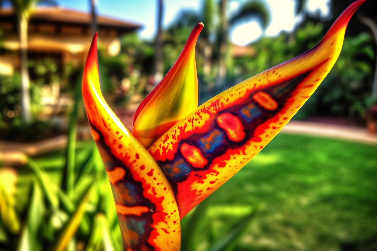 Tropical Bird of Paradise Flower