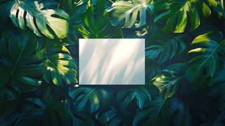 Tropical Leaf Background With Blank Space