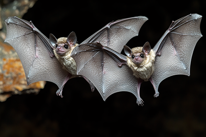 Two Bats Hanging Upside Down