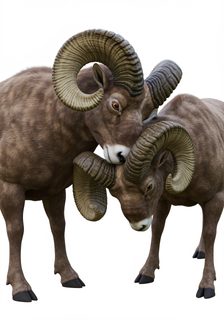 bighorn sheep fight