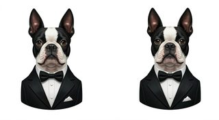 tuxedo boston terriers